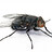 BlackFly