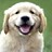 Doggy