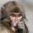 SnuffMonkey
