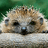DistractedHedgehog