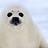 sealtunes
