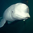beluga
