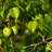 Manchineel