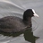 coot