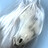 Snowmane