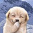 Antonio_Jose