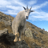 mountaingoat19