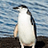 PENGUINx13