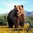 TheBigBear
