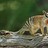marsupial67