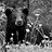 blackbear