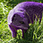 PurpleMongoose