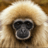 GorgeousGibbon