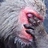 griz_fan
