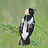 Bobolink