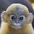 Joel_Thibault