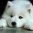 TheWhiteWolves