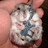 Kampfhamster