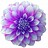 blomm