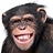 DecentMonkey