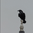 Corvus804 Corvus804