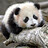 Eglantine_CM