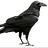 braindedraven