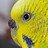 GoodBird