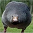 Globi