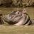 JungleHippo