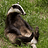 Badgers_McGee