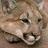 cougardc