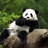Pandaboy