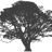 oakster