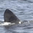 sharknice