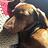 SpunkyDachshund